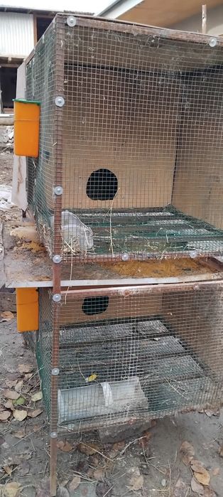 Quyon boyish uchun katak