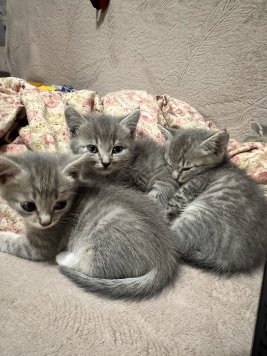 Отдам котят в добрые руки