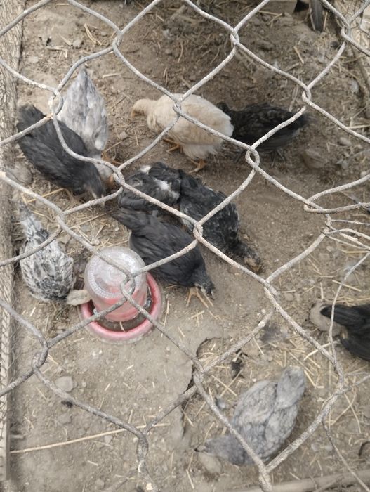 Jujalar sotiladi 3 oylik 40000 so'm