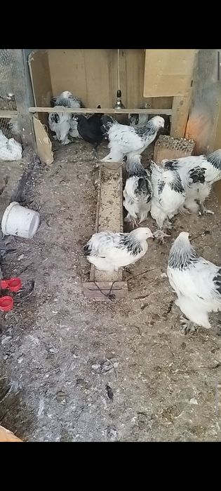 Schimb pui de Brahma herminat deschis și cochinchina galben
