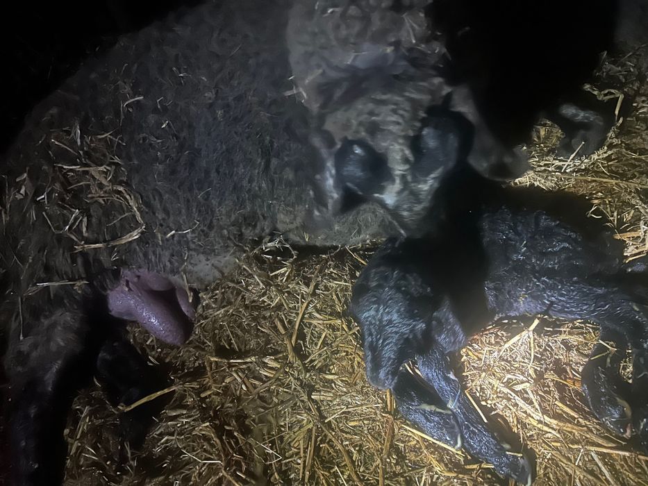 Oi si miei de vânzare