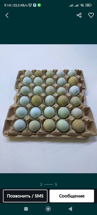 Лакеданзи тауықтар