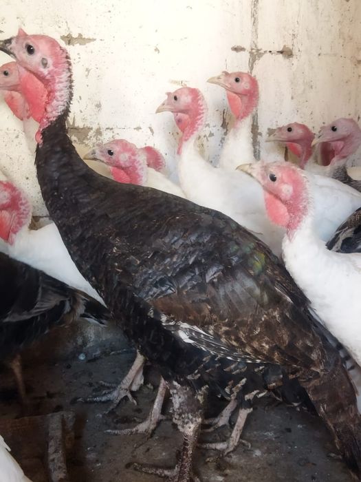 Продам куры домашние