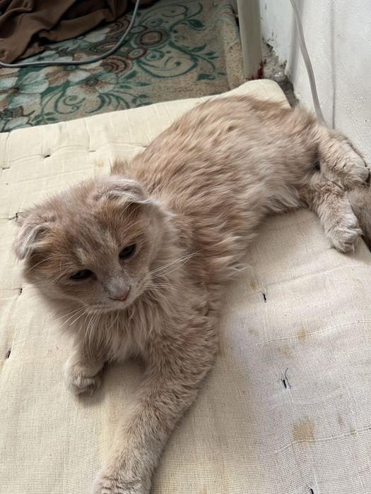 Кошка здоровая,продаётся.