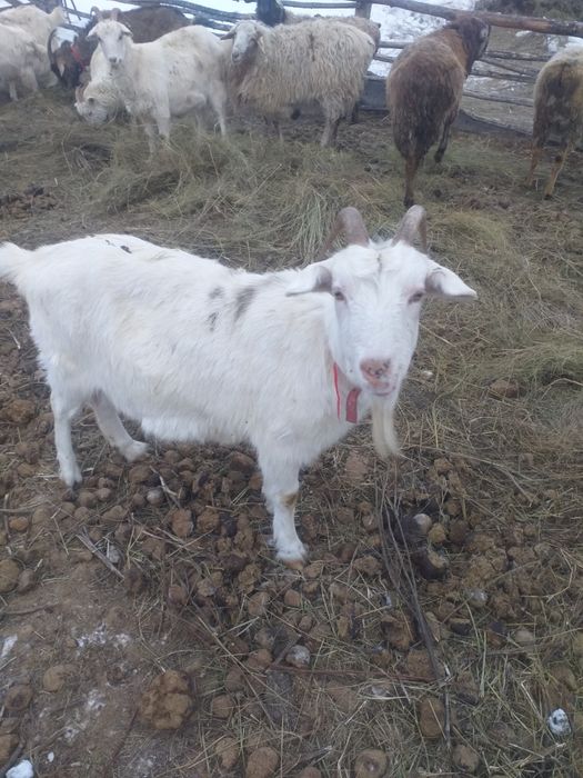 Продам дойных коз