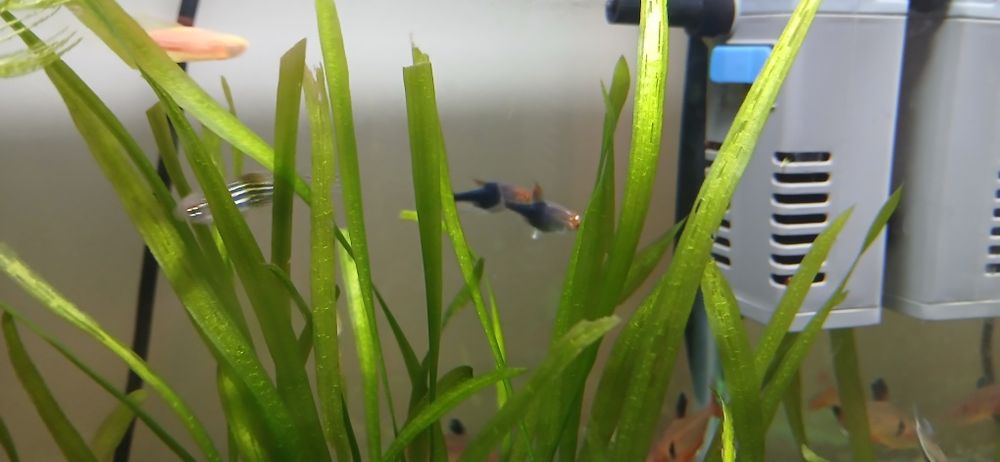 Продаю аквариумных рыбок