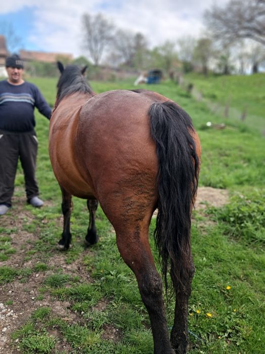 Vând iapă 9 ani informații la telefon