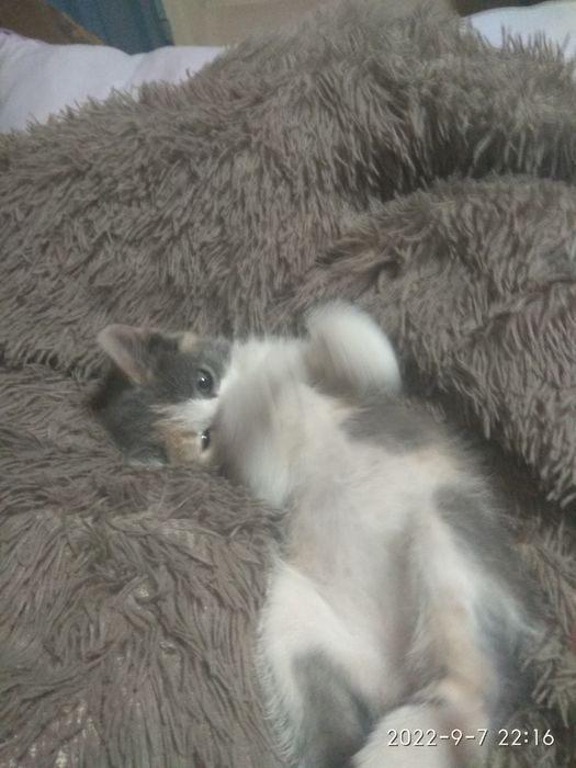 Отдам котенка в хорошие руки.