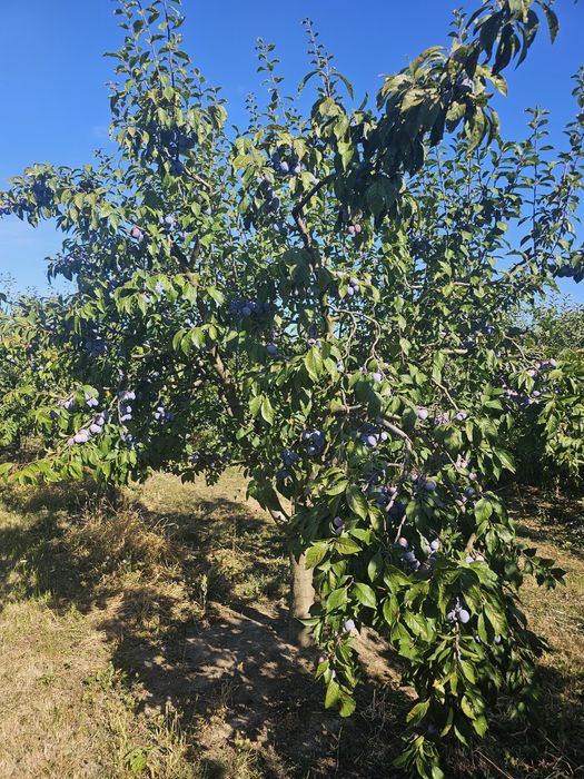 Prune Anna Spath de vânzare (Anașpet)