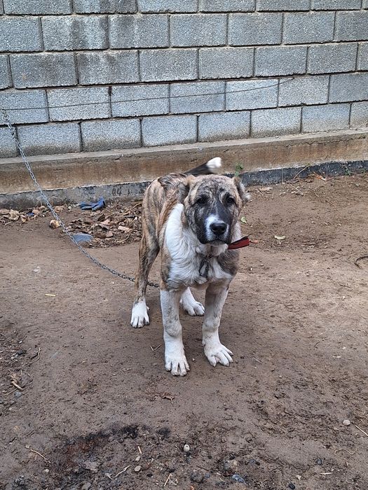 Алабай тобет САО