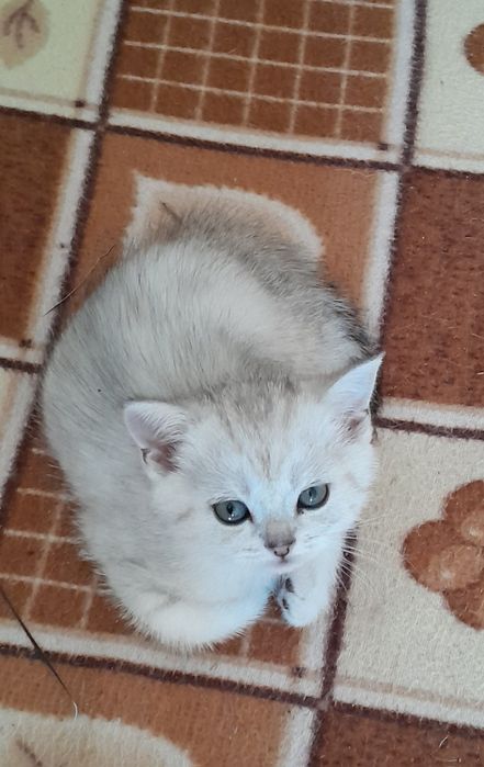 Британские котята