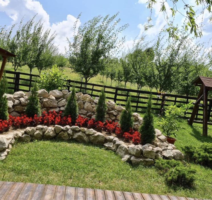 Plante ornamentale de orice specie