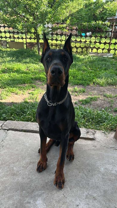 Доберманчета - родословни родители