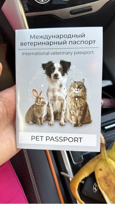 Котенок мальчик