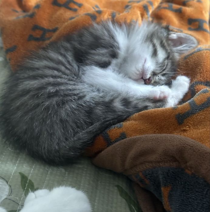 Котёнок в добрые руки