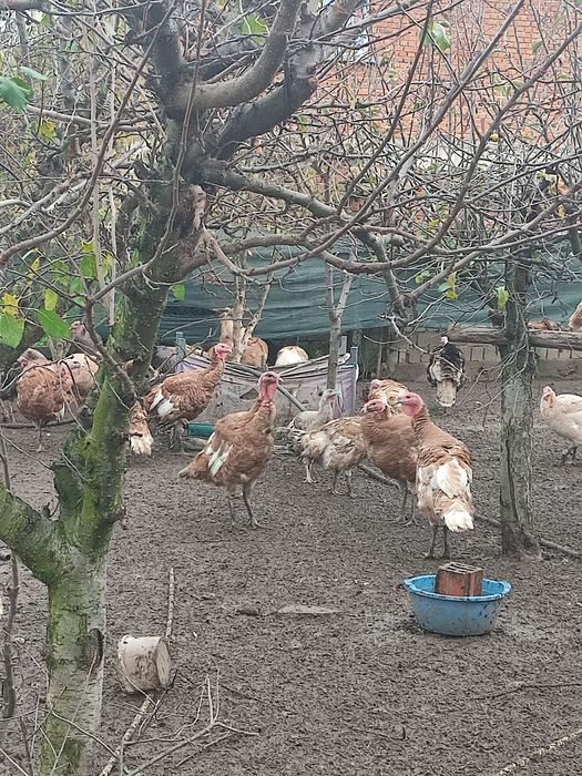 Домашни пуйки Ясно поле