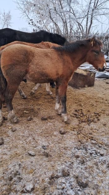 Еркек жабак сатылады