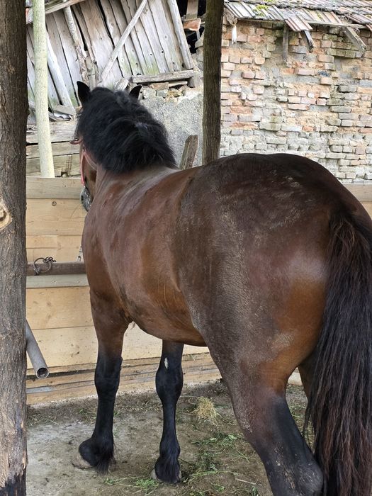 Armăsar 3 ani de vânzare