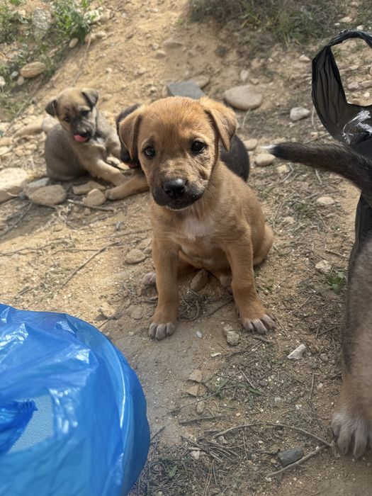 Щенята в Актау добрые руки только