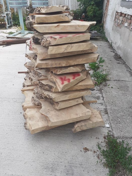 Blat blana Plop bubos uscat ideal masa cafea  semiprelucrat.