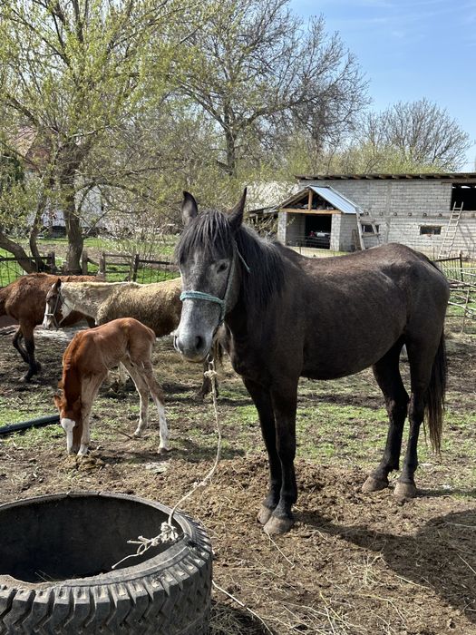 Бие құлынымен сатылады