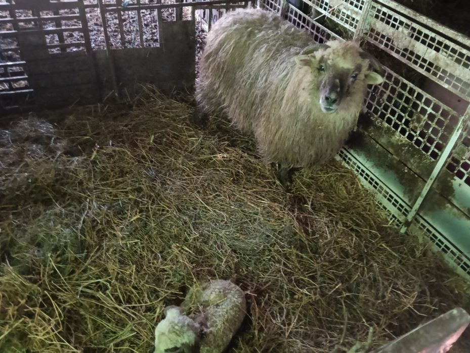 Vând 3 oi țurcane 2 cu miel și una depusă trebuie sa fete