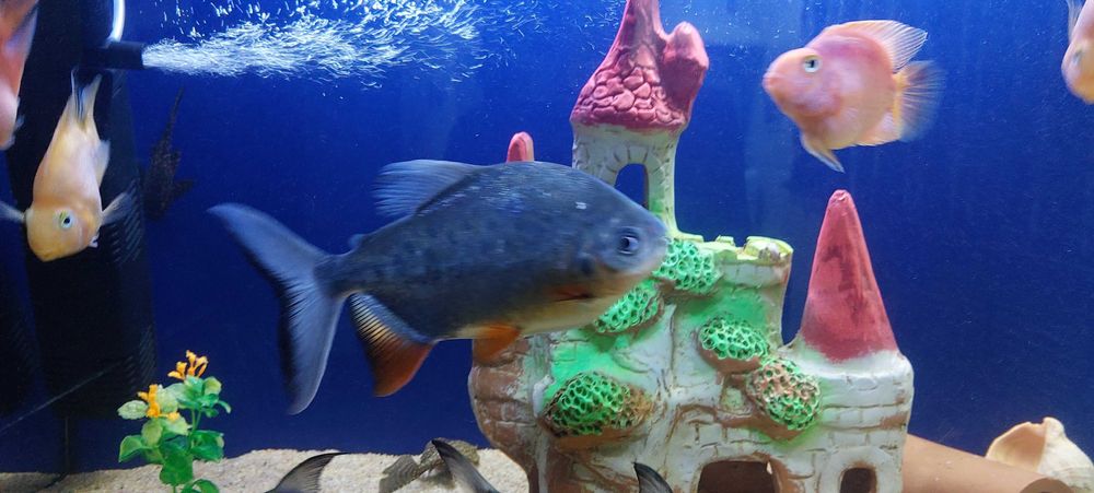 Пираньи паку 2шт