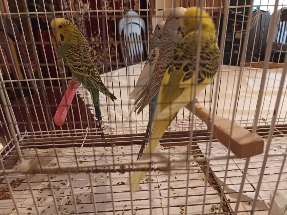 Продаётся папугай чехи