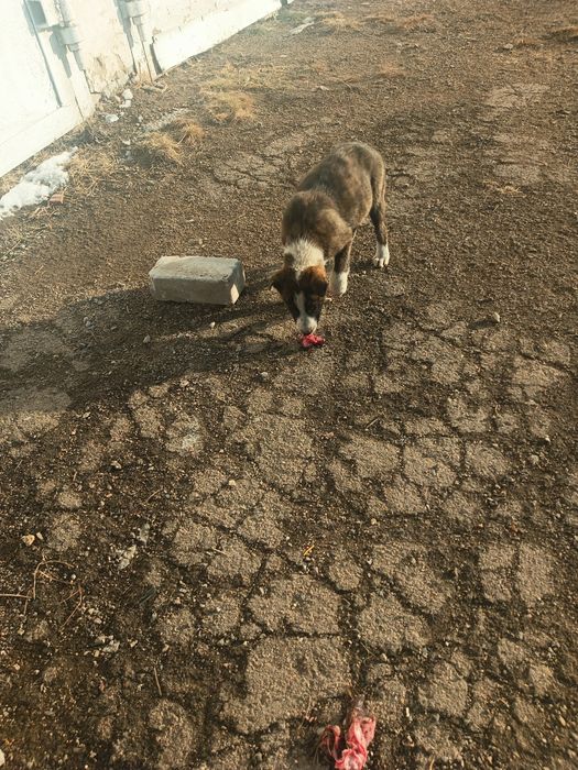 В добрые руки щенки