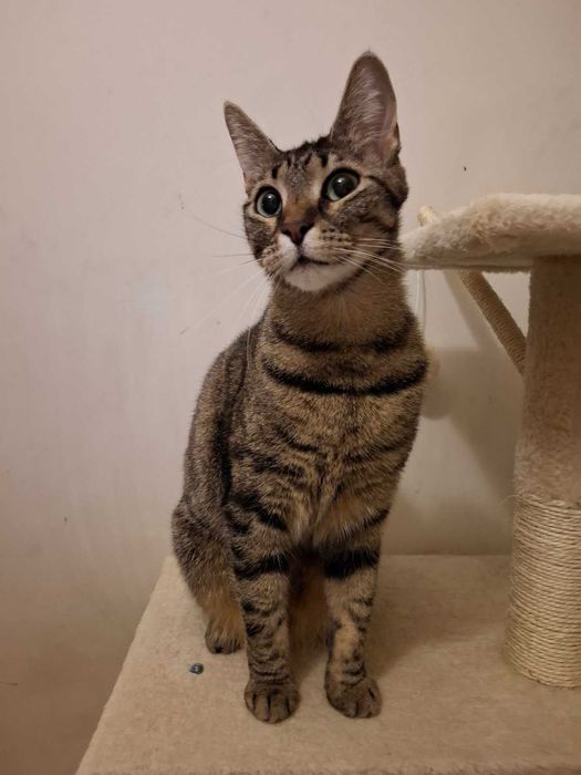 Коте Лили те очаква