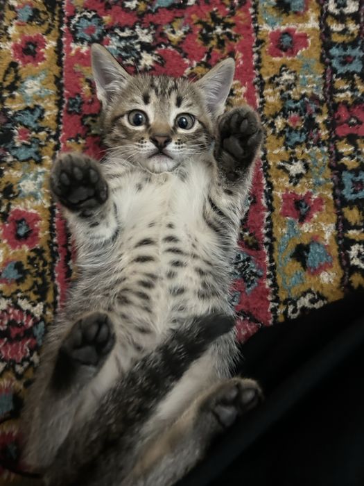 Продается котенки