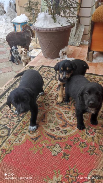 Отдадим в добрые руки щенят,мальчики и девочки.