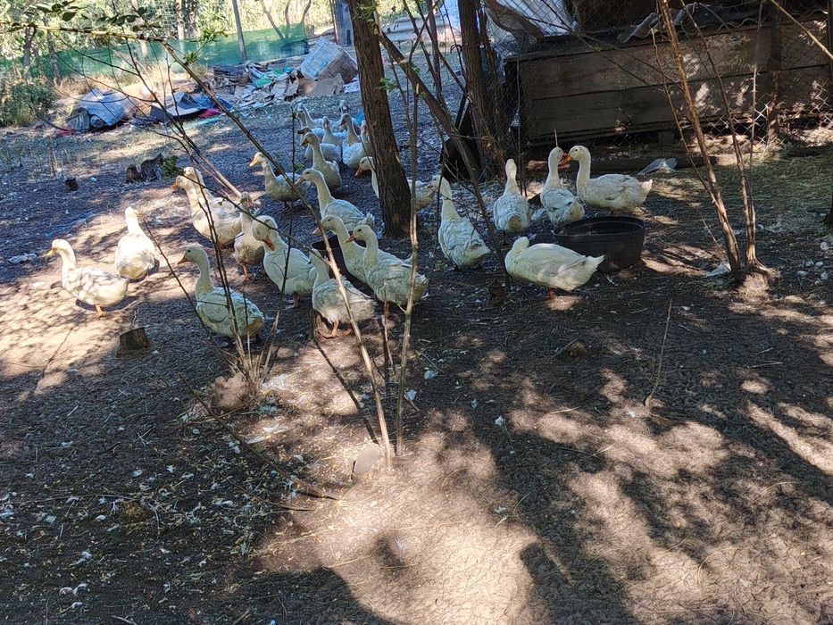 De vânzare rațe peking