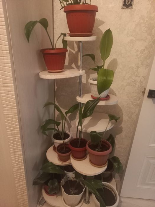 Цветы комнатные  красивые