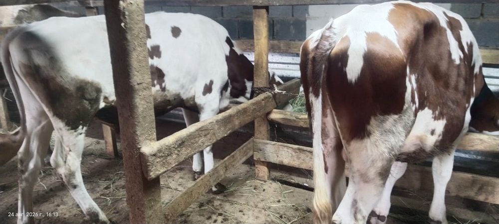 Продам трех породистых  бычков