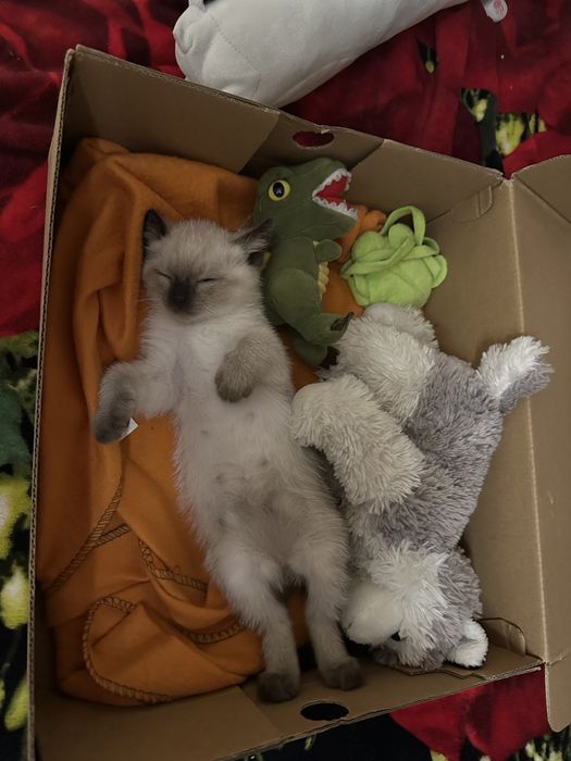 Отдам котят в добрые руки