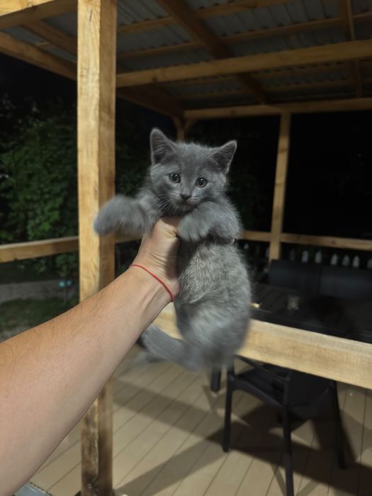 Котята в хорошие руки