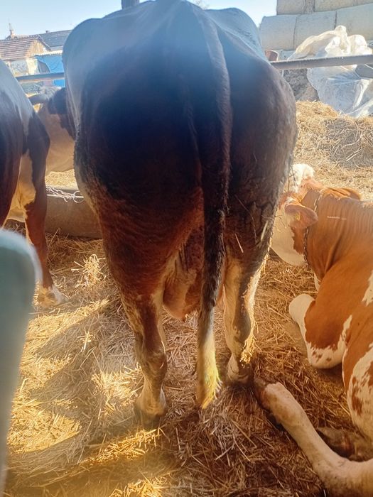 Vaca de abator de vânzare