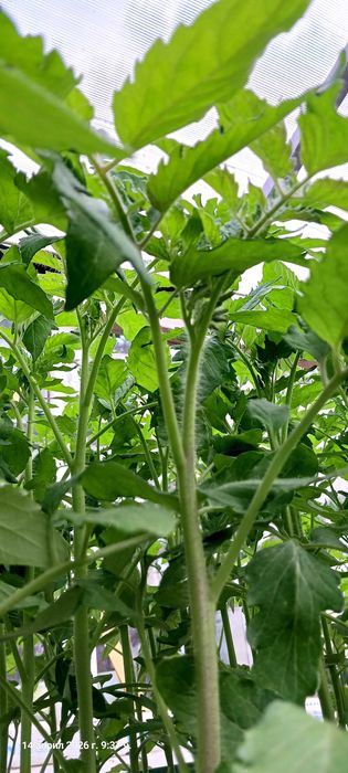 Разсад домати и краставици