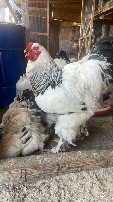 Cocos brahma herminat deschis