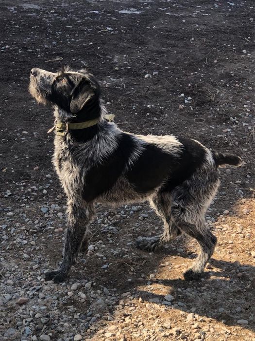 Продам сабаку дратхаара кобель 6 с половиной рабочий