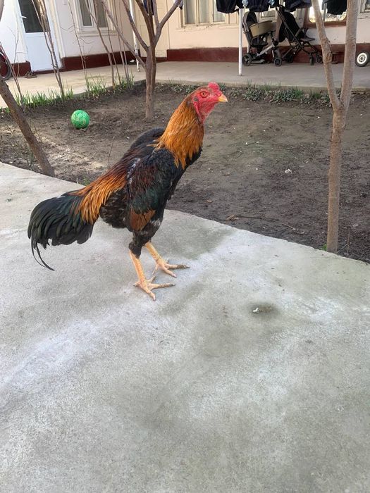 Жожа хороз сотилади срочни