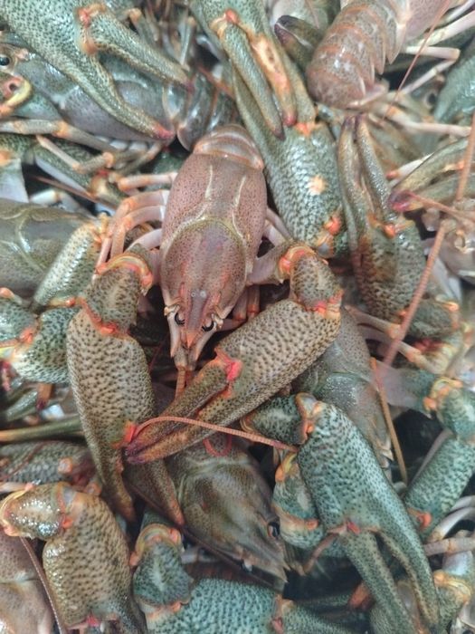 Раки морские живые