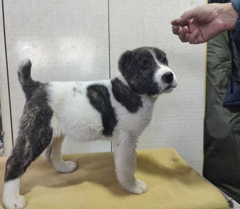 Продаётся девочка САО, алабай