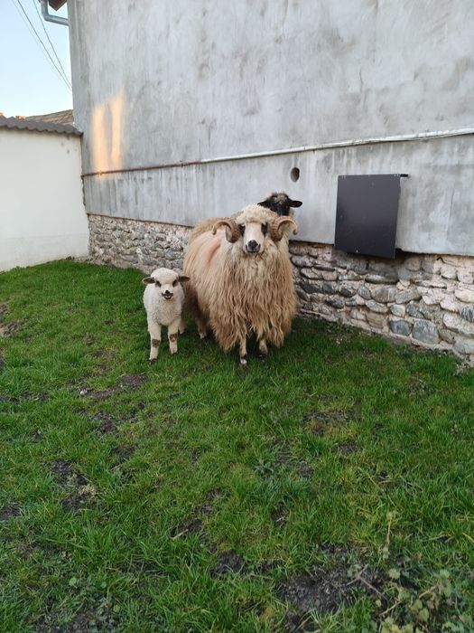 Berbec Țurcan~Exemplar Deosebit~