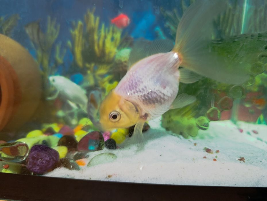 Akvarium baliqlari