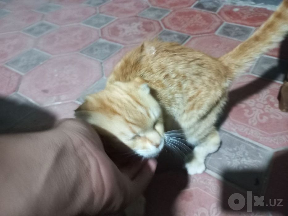 Scottish Fold Shotlandiya sallaquloq mushugi   Mushuk)