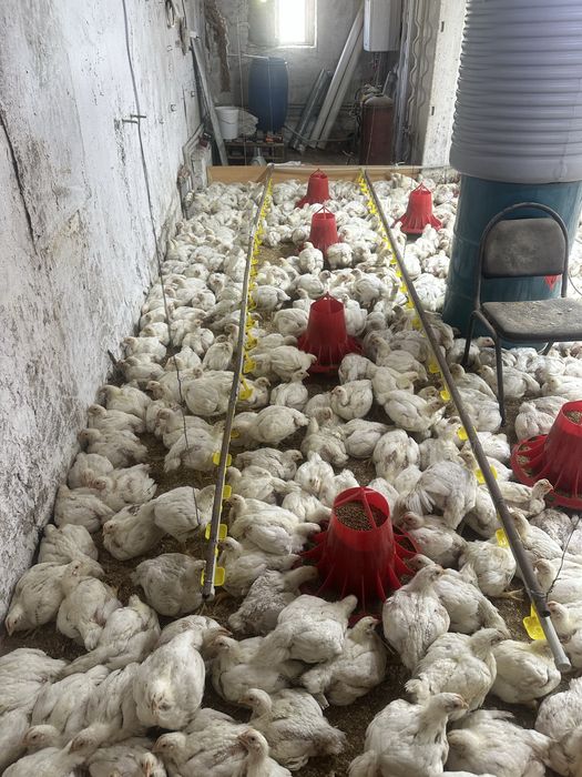 Бройлерные куры, окорочка, бройлеры