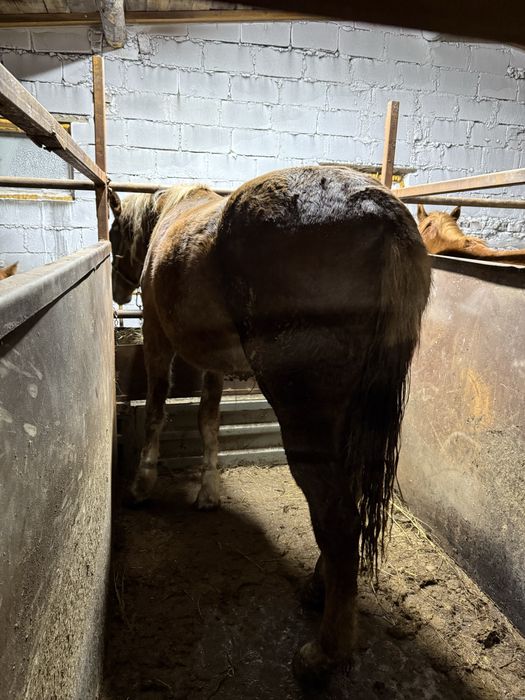 Лошадь с откорма крупная