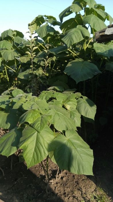 Paulownia Tomentosa, Eleongata rasad, paulonia, pawlonia